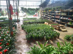 一站式園林綠化與體育設(shè)施服務(wù) 苗圃開(kāi)業(yè)花籃、養(yǎng)護(hù)與工程施工