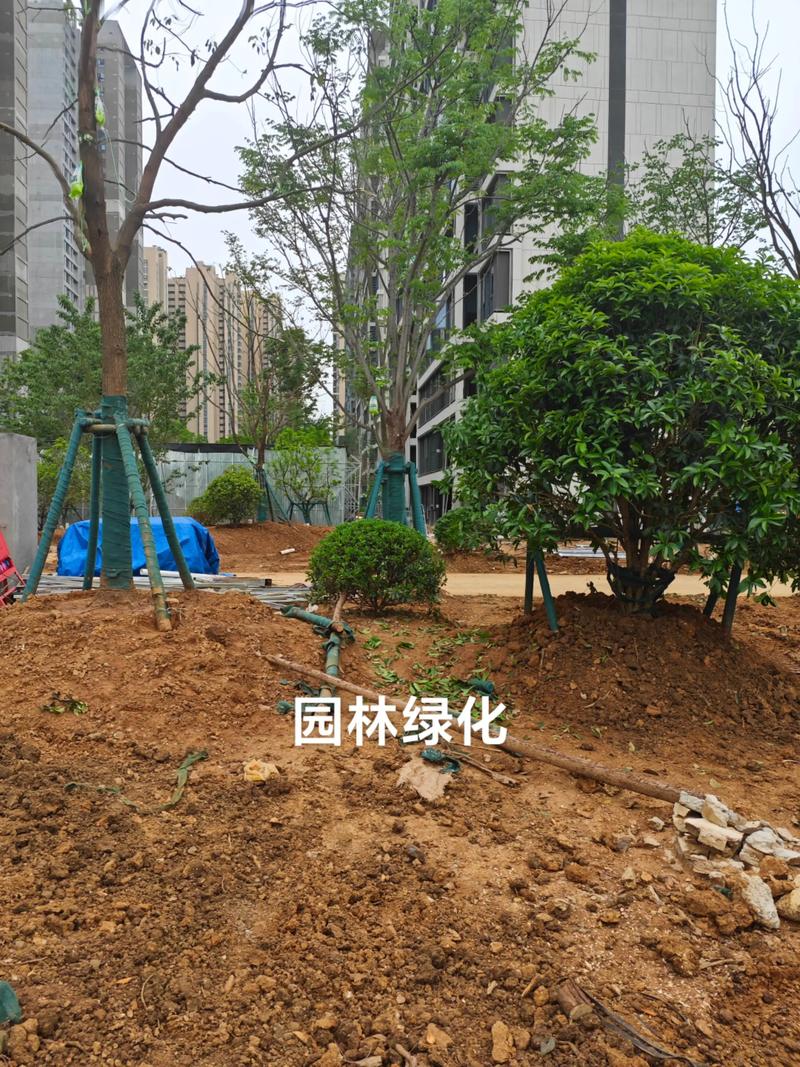 光谷中央公園體育場地設(shè)施工程建設(shè)提速，綠色生態(tài)與全民健身協(xié)同發(fā)展